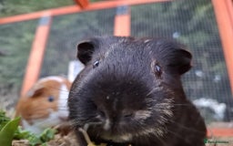Guinea Pig rodents for sale: Guinea pigs - Image 2