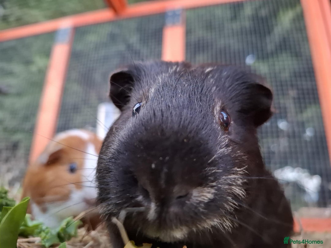 Guinea Pig rodents for sale: Guinea pigs - Image 2