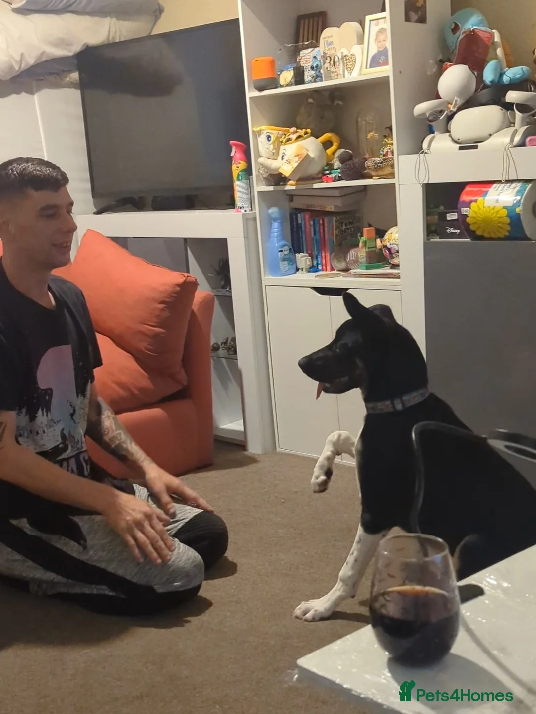 Border Collie dogs for sale: Beautiful Leo - Advert 2