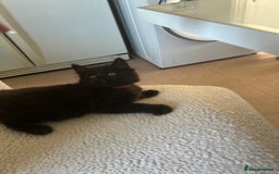 Maine Coon cats for sale: Maine coon cross  - Image 2