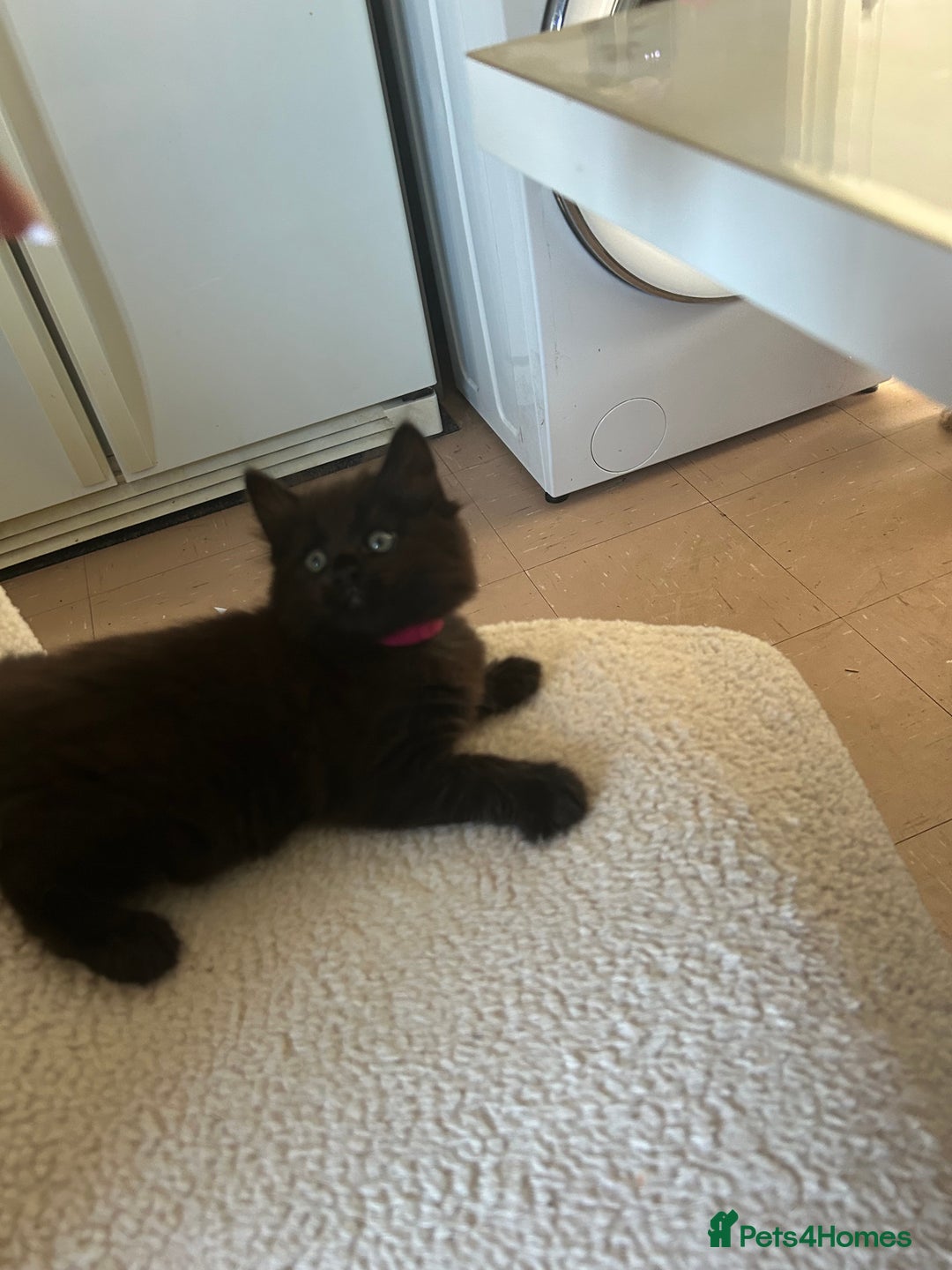 Maine Coon cats for sale: Maine coon cross  - Image 2