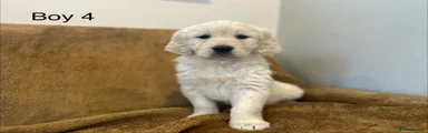 Boy 4