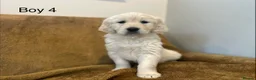 Golden Retriever dogs for sale: KC Registered Golden Retriever Puppies - Advert 9