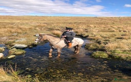Appaloosa horses for sale: Perfect allrounder for sale - Image 15