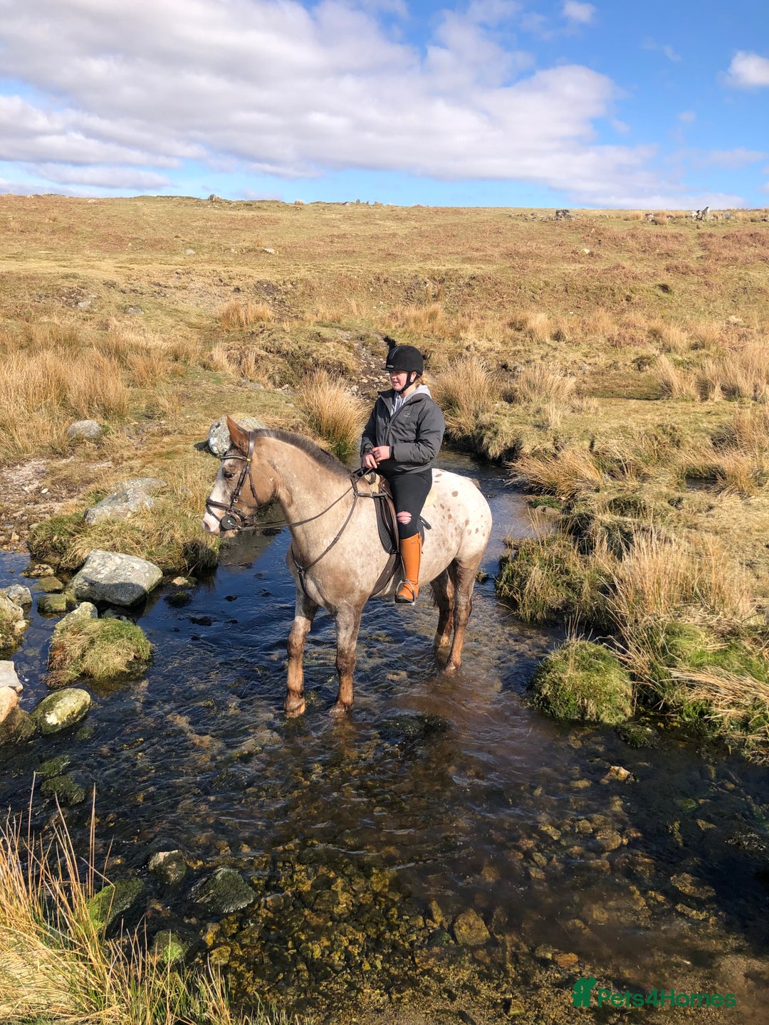 Appaloosa horses for sale: Perfect allrounder for sale - Image 15