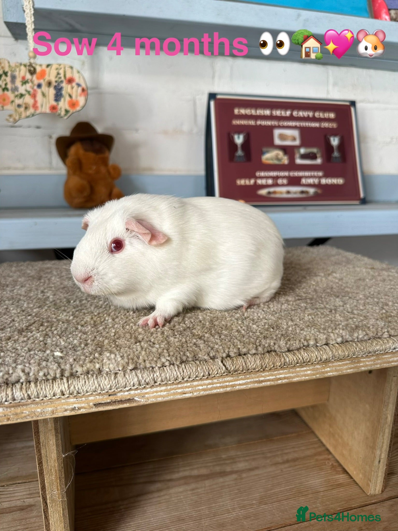 Guinea Pig rodents Lots of Guinea Pig Ready to pick and Choose From - Advert 2