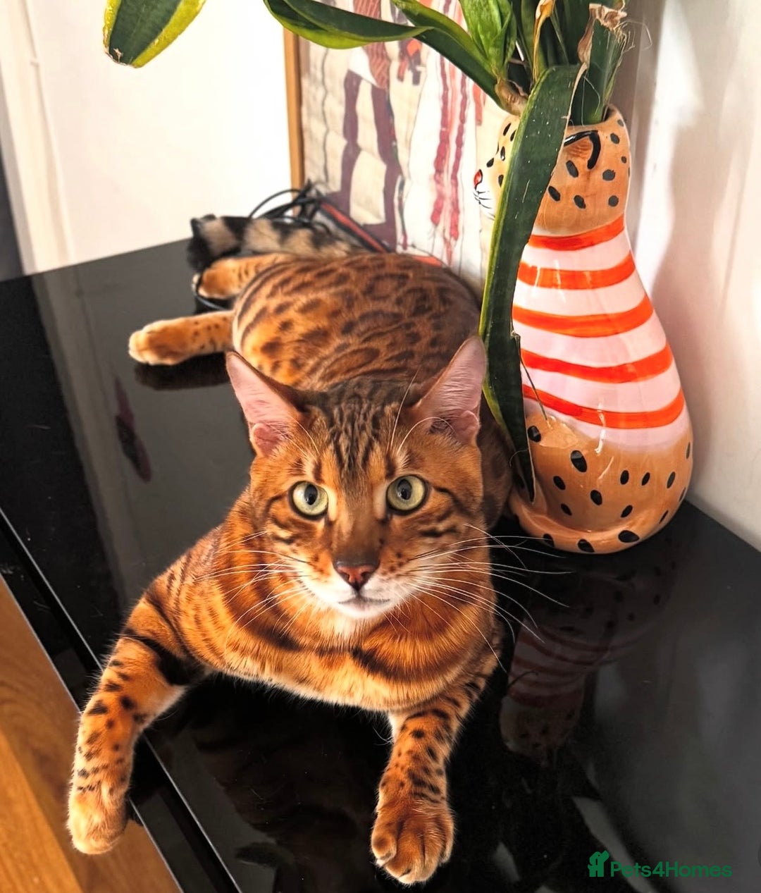 Bengal cats for sale: Bengal kittens TICA ready to leave NOW♥️🐈 - Advert 16