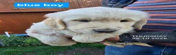 Golden Retriever dogs for sale: Beautiful fluffy Golden Retriever puppies kc reg - Advert 9