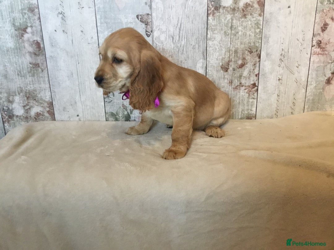 Mixed Breed dogs for sale: Adorable/ Social/Confident Cockalier pups - Advert 15