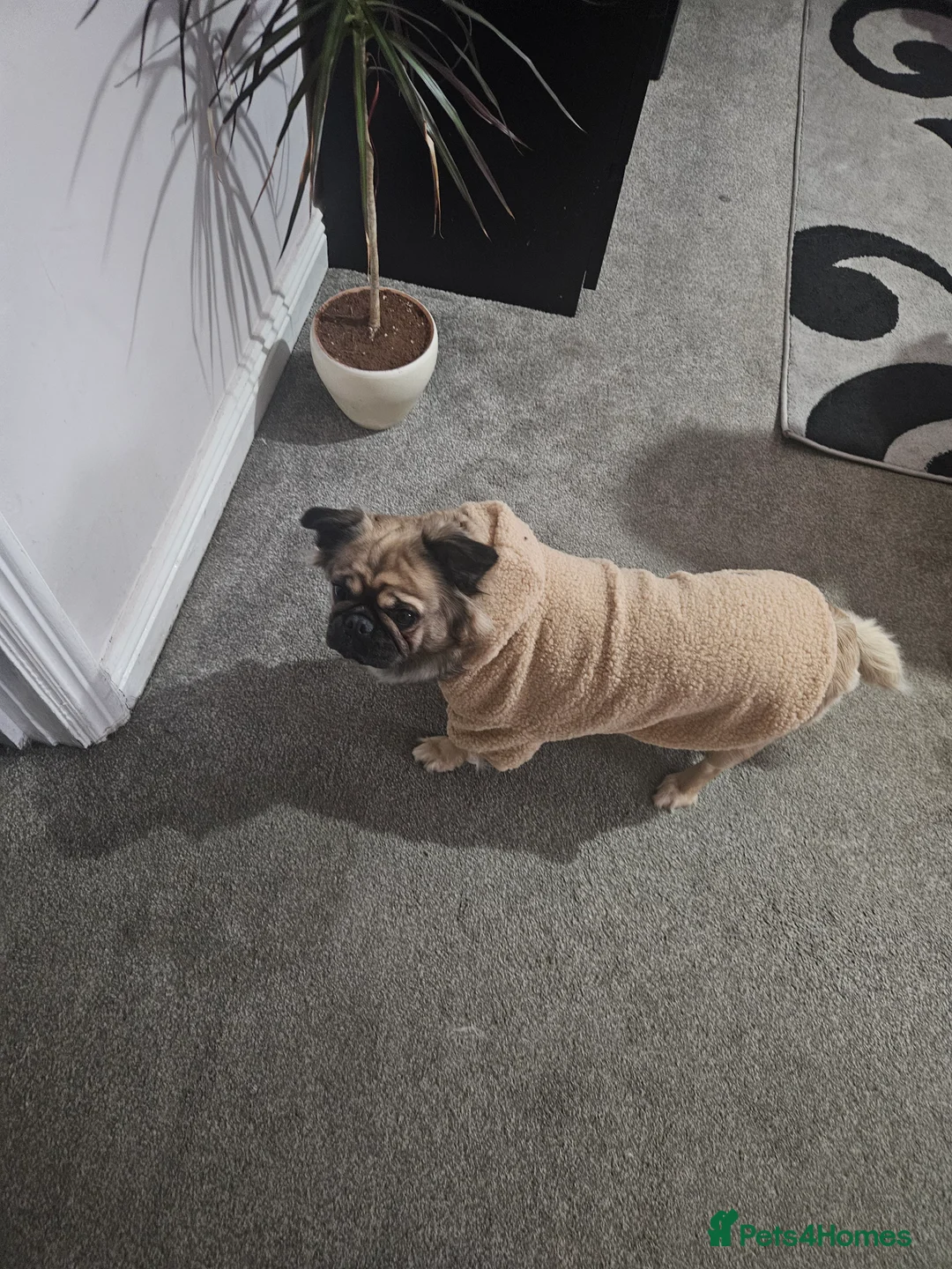 Mixed Breed dogs for sale: Mix bread pug with fluffy frenchie  - Advert 2