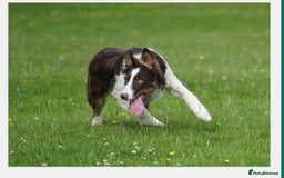 Border Collie dogs for sale: Sweet natured, biddable youngster for pet home - Image 2