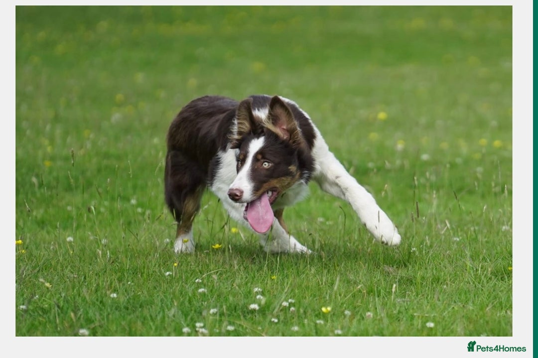 Border Collie dogs for sale: Sweet natured, biddable youngster for pet home - Image 2