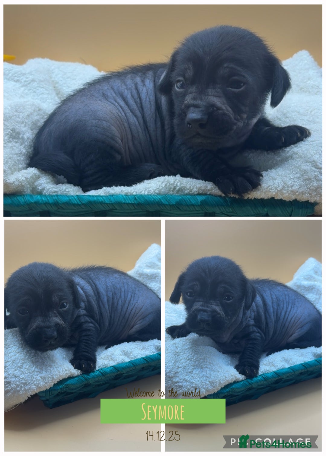 Mixed Breed dogs for sale: Chinese crested x miniature dachshund  - Advert 1