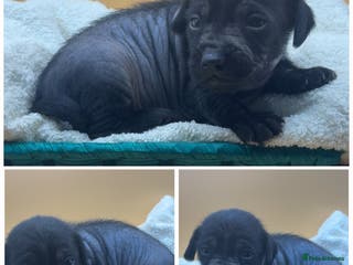 Mixed Breed dogs Chinese crested x miniature dachshund - Advert 4