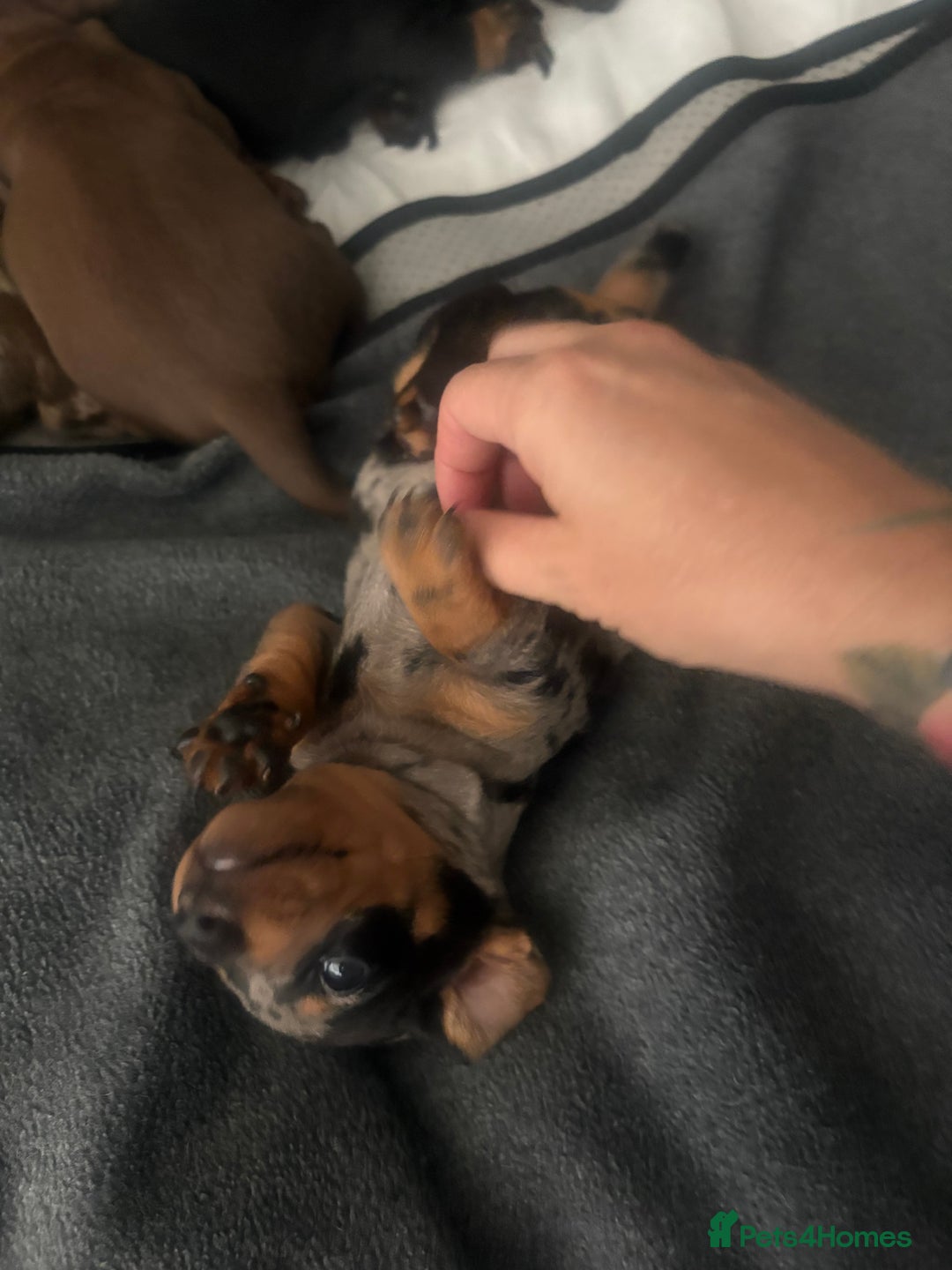 Miniature Dachshund dogs for sale: Venus is a mama to 5! - Image 27
