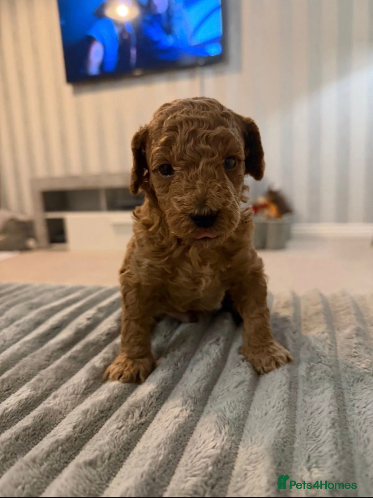 Toy Poodle dogs Toy poodle  - Advert 7