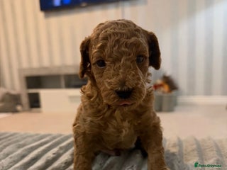 Toy Poodle dogs Toy poodle - Advert 7