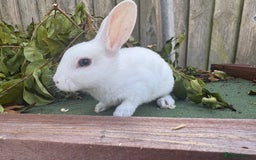Mini Lop rabbits for sale: PUREBRED MINI LOP & MINI REX BABIES - Image 10