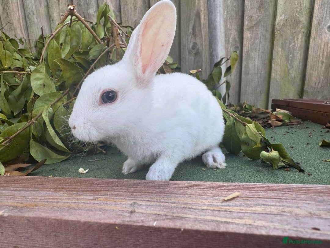 Mini Lop rabbits for sale: PUREBRED MINI LOP & MINI REX BABIES - Image 10