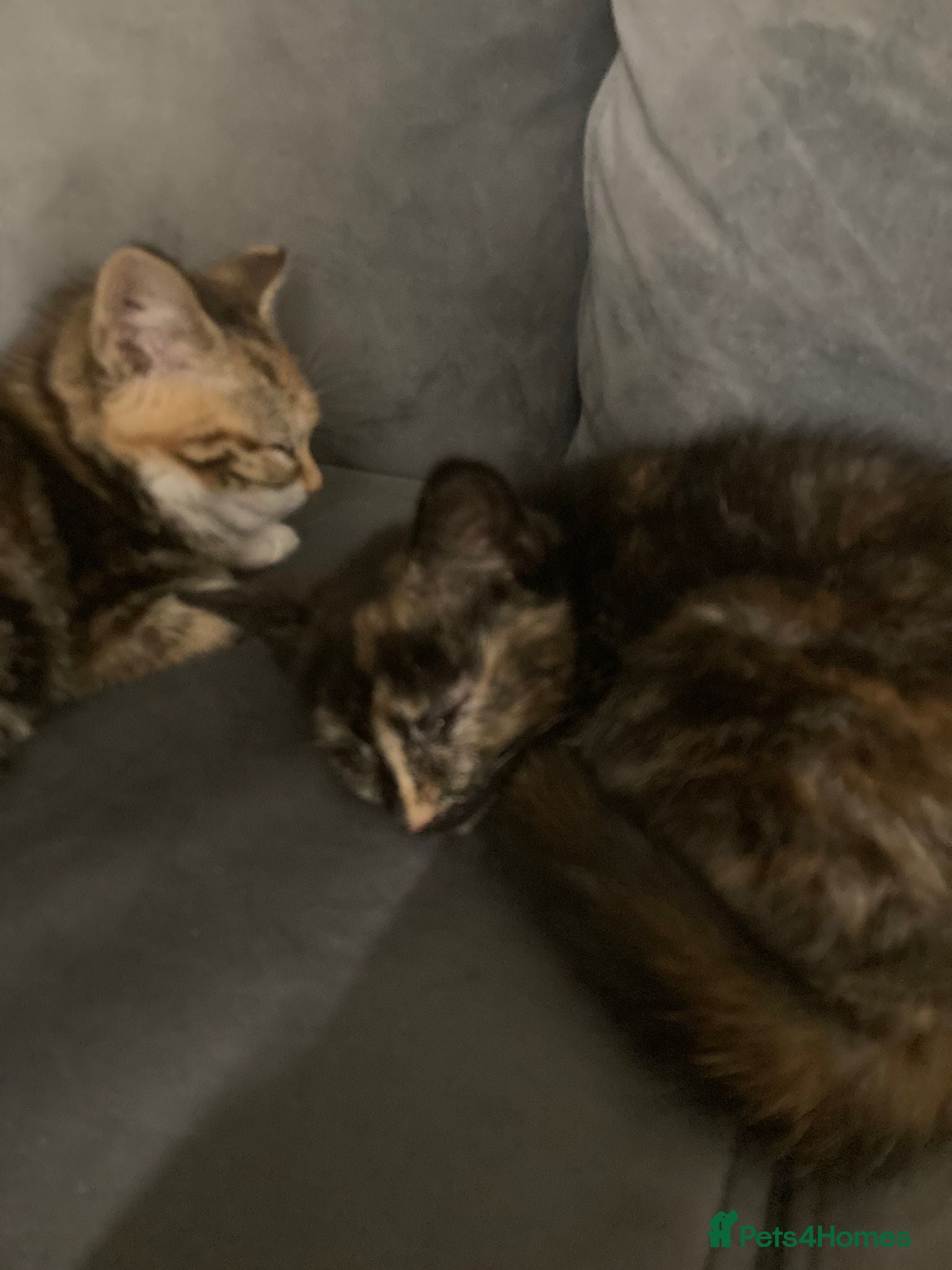 Mixed Breed cats Friendly kittens for sale - Advert 9