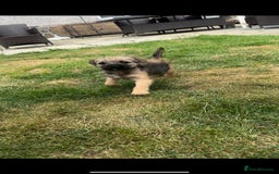 Border Terrier dogs for sale: Border Terrier Pups ready to go vet checked  in Bradford - Image 4