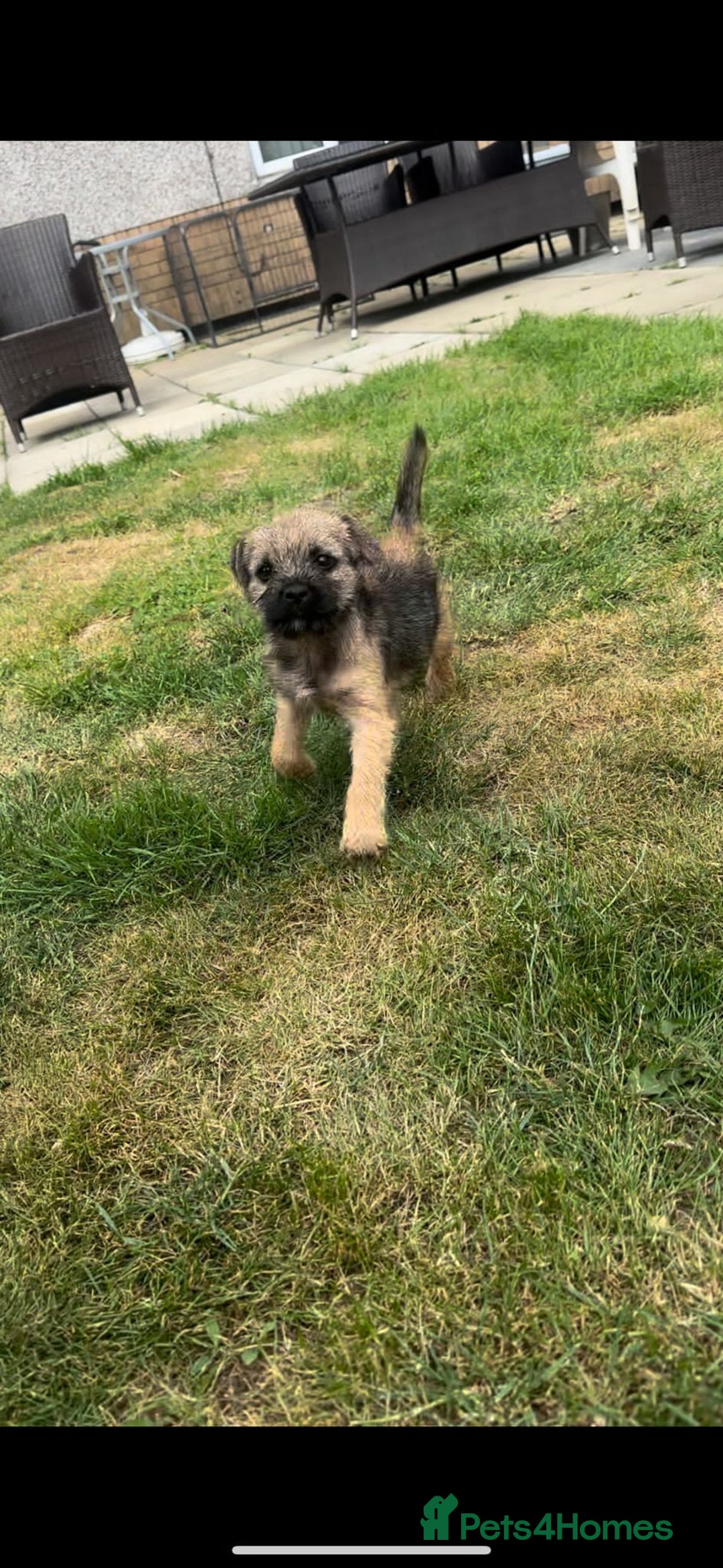 Border Terrier dogs for sale: Border Terrier Pups ready to go vet checked  in Bradford - Image 4