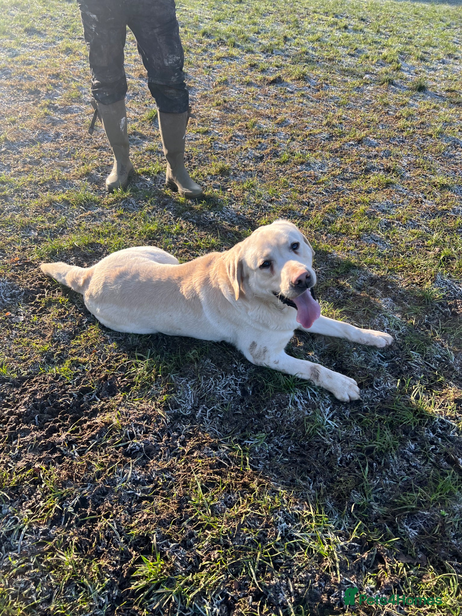 Labrador Retriever dogs Beautiful Yellow Labrador For Sale - Advert 3