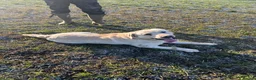 Labrador Retriever dogs for sale: Beautiful Yellow Labrador For Sale - Advert 1