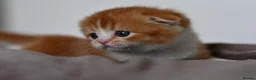 Scottish Fold cats for sale: LICENSED CATTERY PURE BREED TOP QUALITY KITTENS - Advert 7