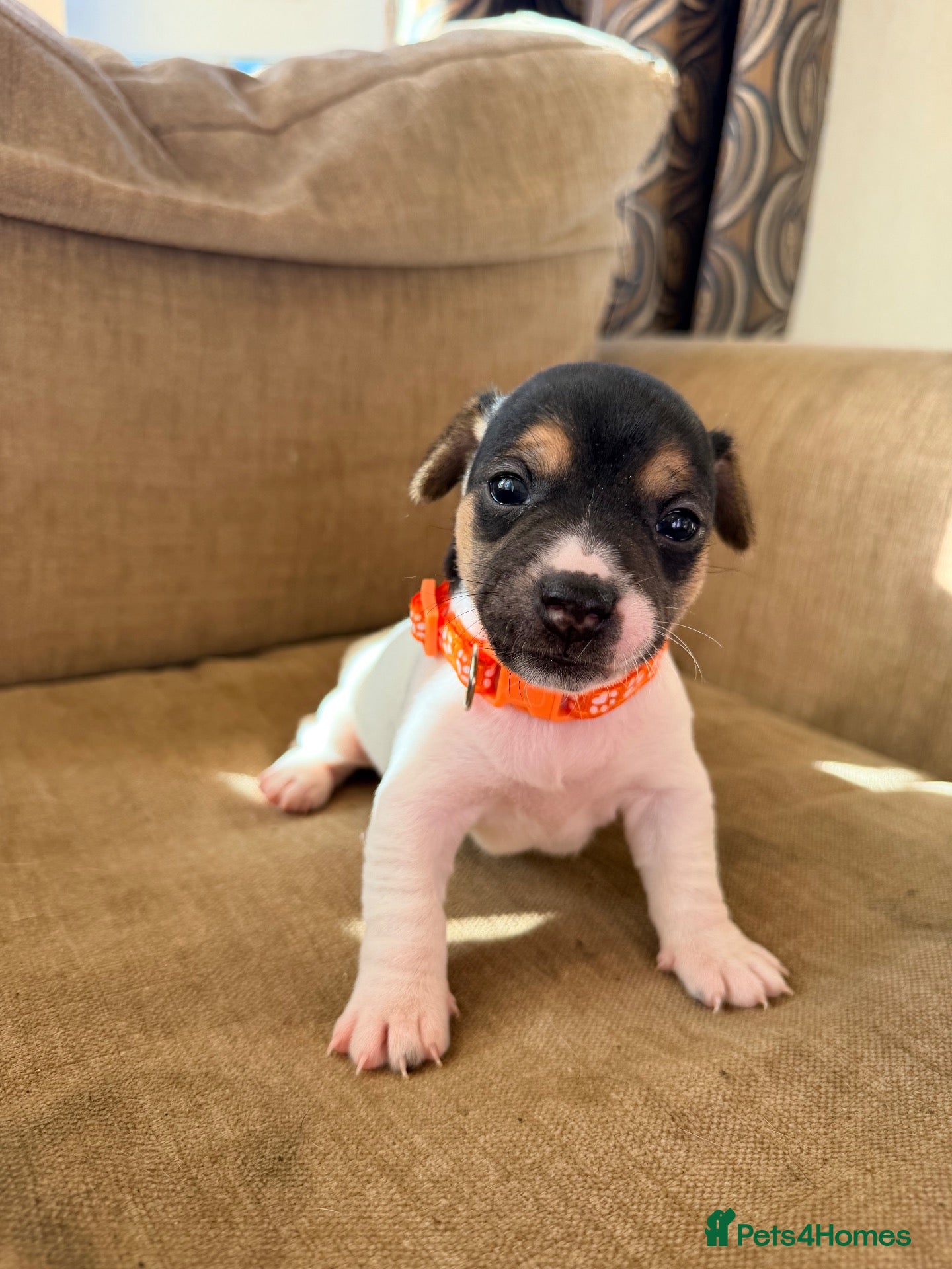 Jack Russell dogs Stunning Jack Russell pups  - Advert 1