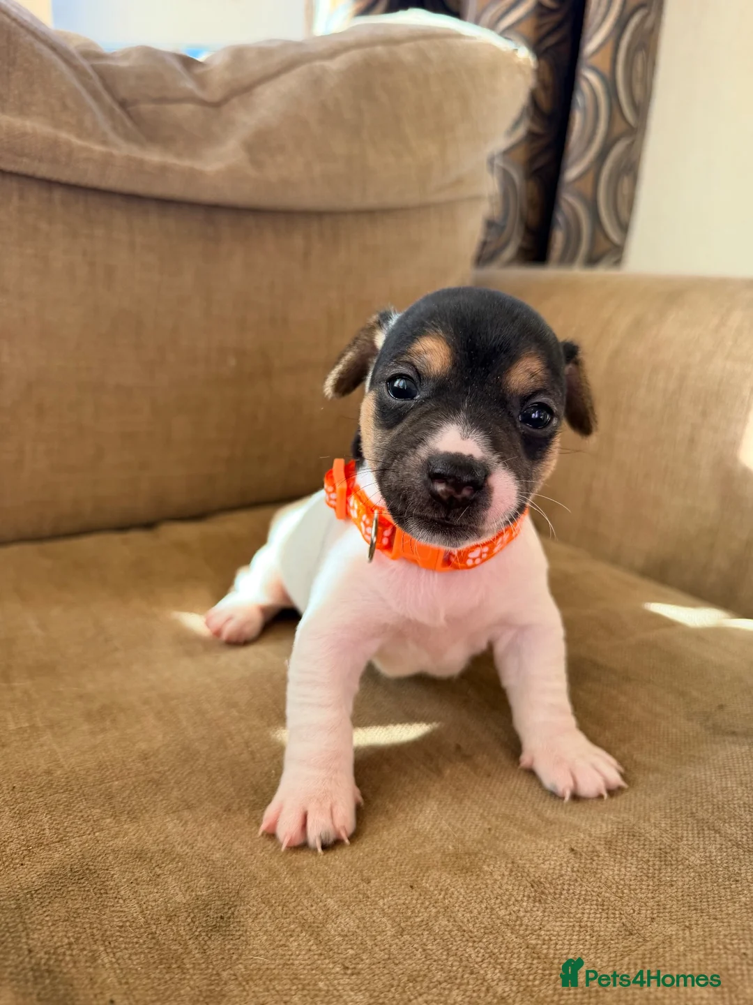 Jack Russell dogs for sale: Stunning Jack Russell pups  - Advert 1