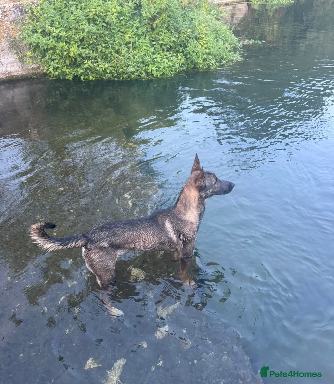 Belgian Shepherd Dog dogs for sale: *Urgent* 1 year old belgian malinois to be rehomed - Advert 8