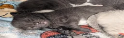 Domestic Shorthair cats for sale: Beautiful little kittens  in Middlesbrough - Advert 6