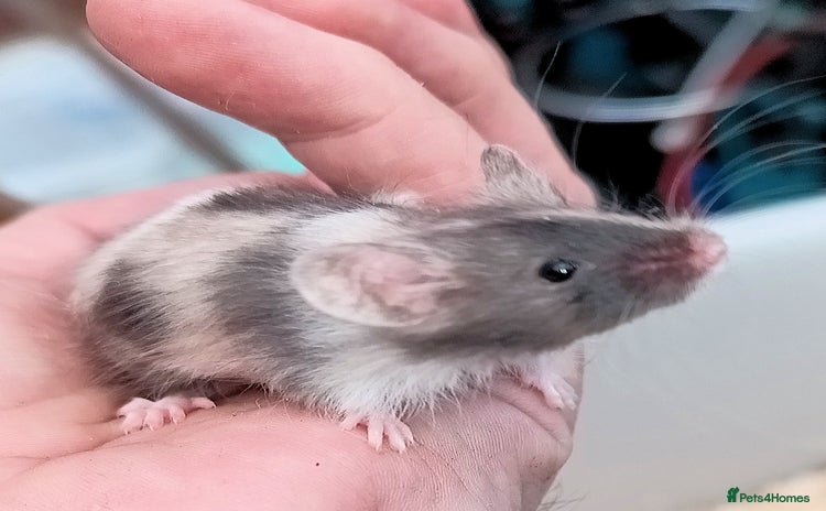 Mouse rodents - Advert 8