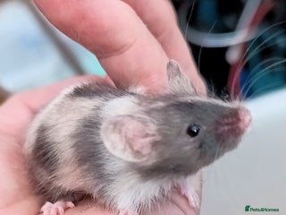 Mouse rodents - Advert 7