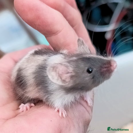 Mouse rodents - Advert 8