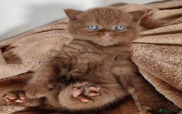 British Shorthair cats for sale: Cinnamon female British shorthair kitten - Image 2