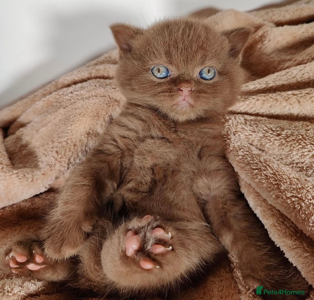 British Shorthair cats for sale: Cinnamon female British shorthair kitten - Image 2