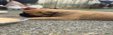 Bullmastiff 1