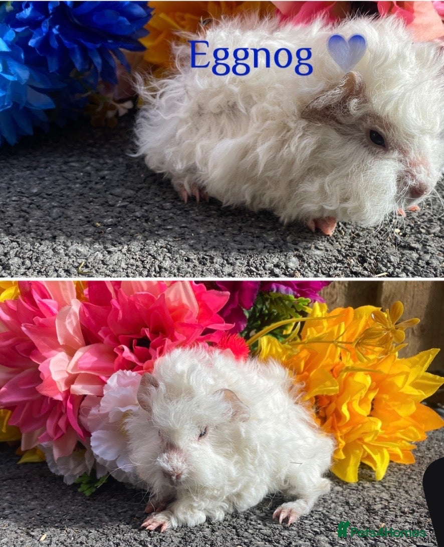 Guinea Pig rodents Pedigree Lunkarya/Blue/ Dalmation Guinea pigs  - Advert 1