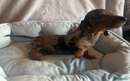 Miniature Dachshund dogs for sale: Miniature dachshund puppy’s  - Image 1