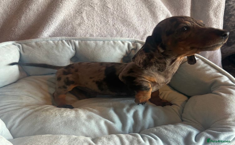 Miniature Dachshund dogs - Advert 2