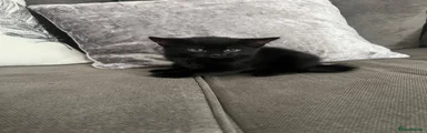 Black shorthair girl 