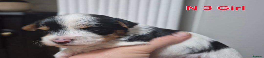 Biewer Terrier Puppy 3