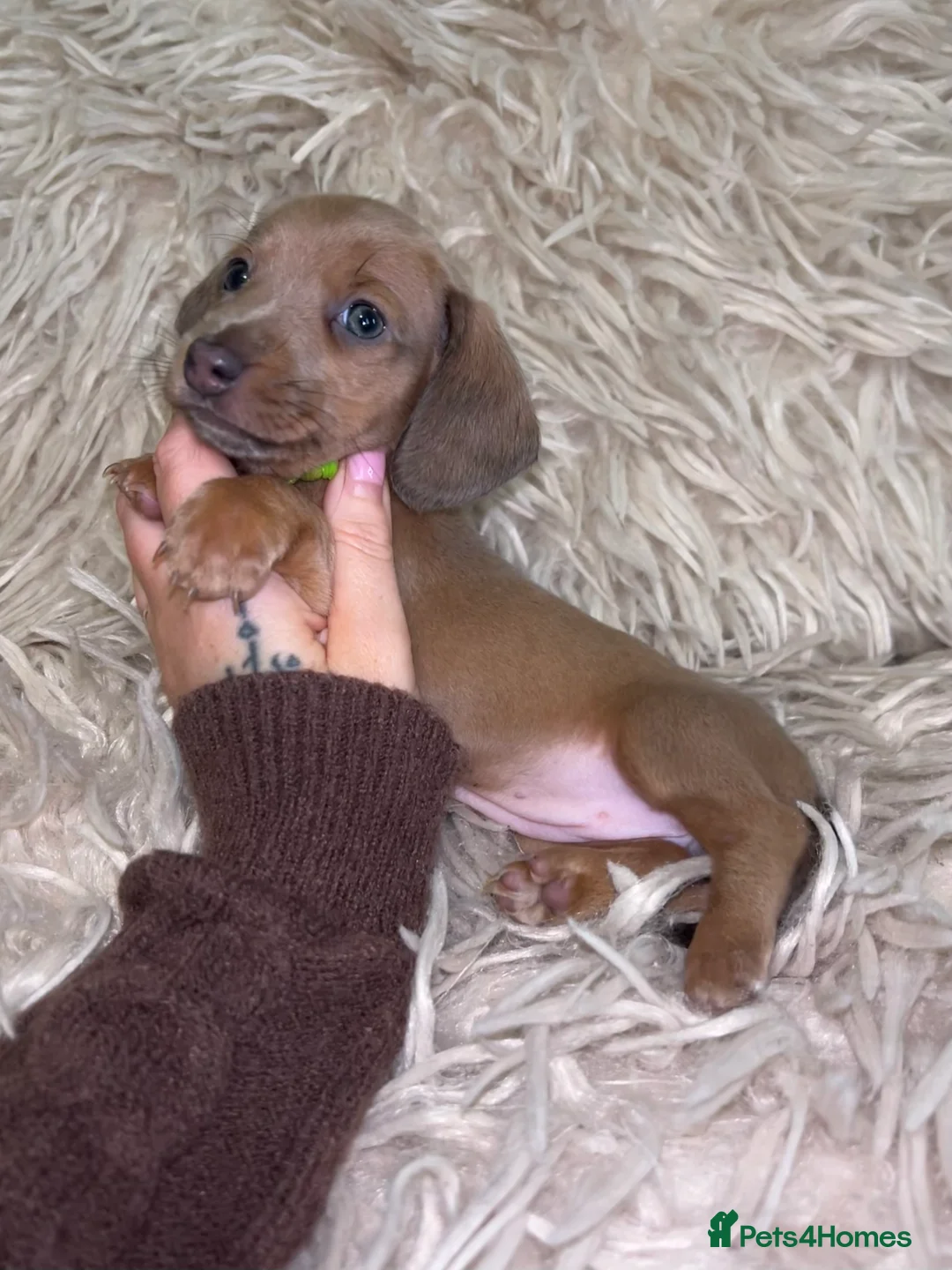 Miniature Dachshund dogs for sale: Tiny Kaninchen dachshunds  - Advert 1
