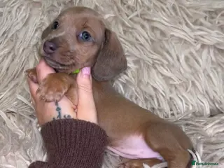 Miniature Dachshund dogs Tiny Kaninchen dachshunds - Advert 18