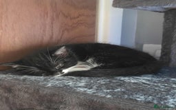 Mixed Breed cats for sale: Female kitten - Image 18