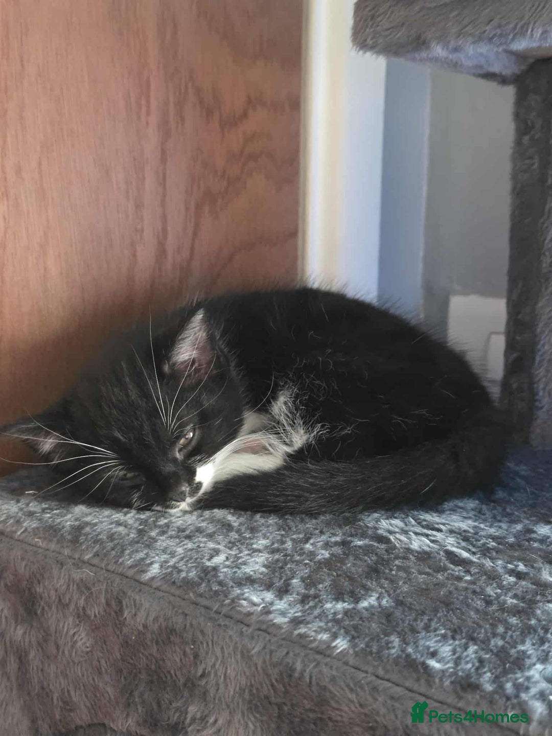 Mixed Breed cats for sale: Female kitten - Image 18