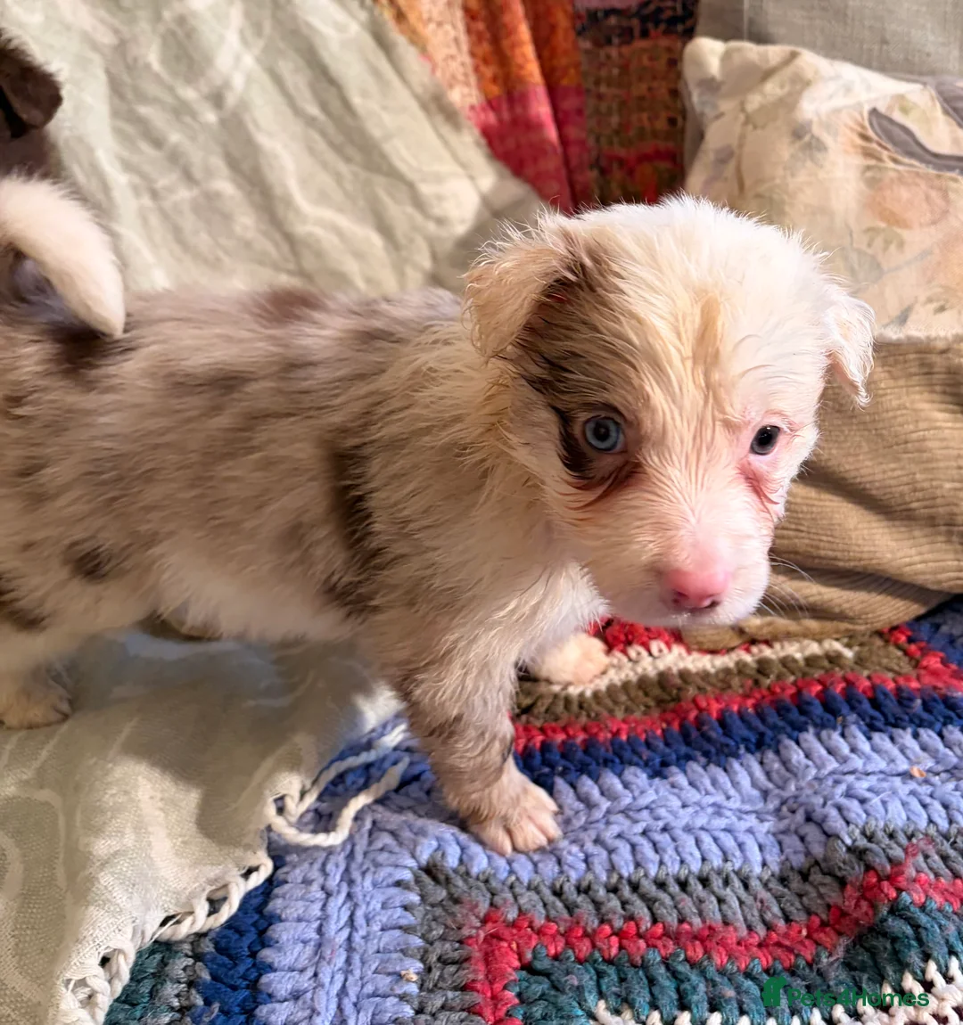 Border Collie dogs for sale: HEALTH TESTED CLEAR PARENTS BORDER COLLIE PUPS - Advert 6