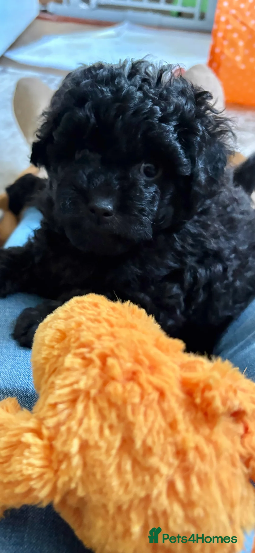 Jackapoo dogs for sale: Mini Poodle F1b Jackapoo Puppies – PRA Clear - Advert 2